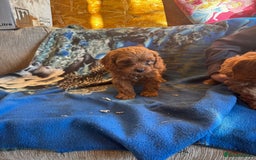 Cavapoo dogs for sale: Red toy cavapoo  - Image 6