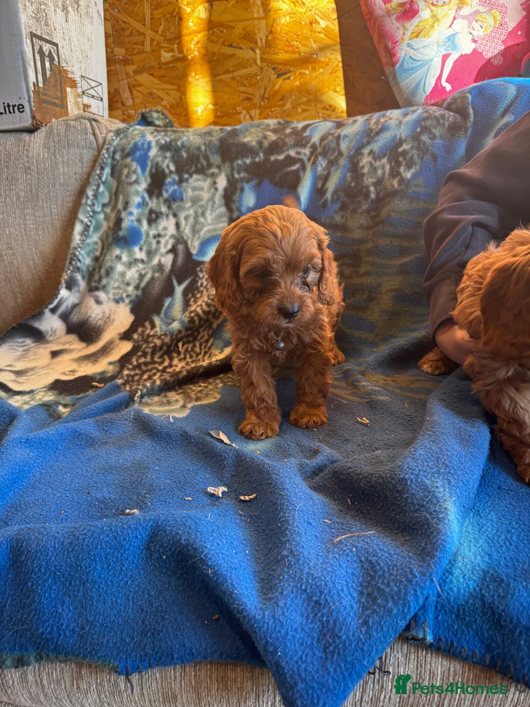 Cavapoo dogs for sale: Red toy cavapoo  - Image 6