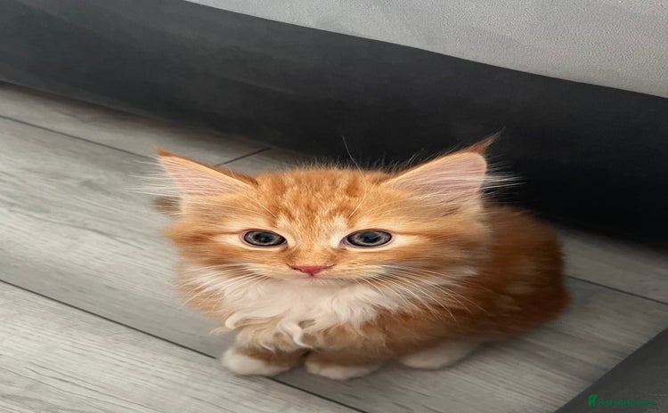 Persian cats - Advert 10