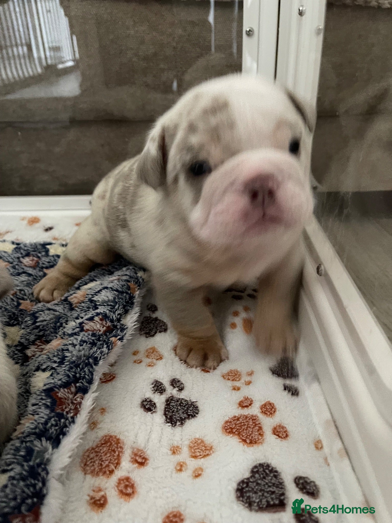 English Bulldog dogs KC reg - Last Fluffy English Bulldog - Male - Advert 2
