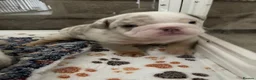 English Bulldog dogs for sale: ⭐️✨ English Bulldogs - KC Registered ⭐️✨ - Advert 23