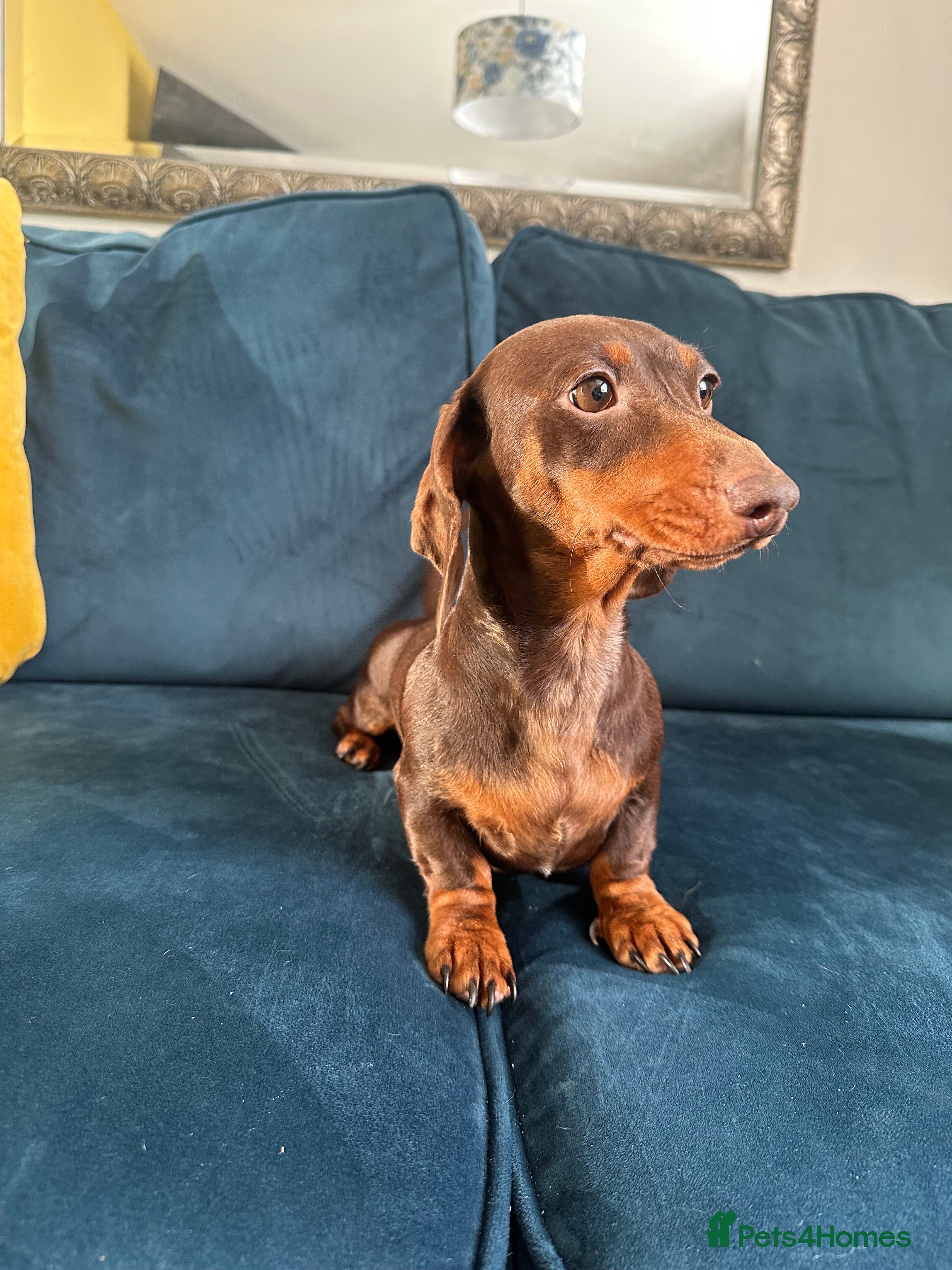 Miniature Dachshund dogs Miniature dachshund girl  in Ashford - Advert 13