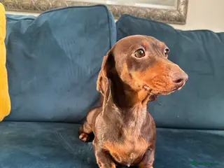 Miniature Dachshund dogs Miniature dachshund girl in Ashford - Advert 13