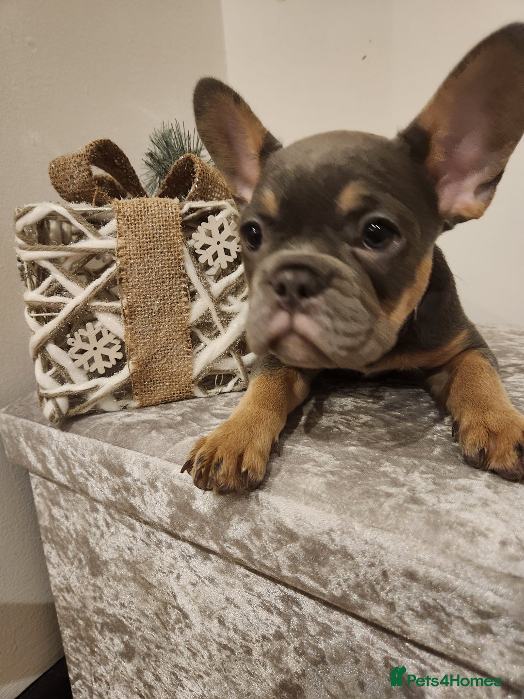 French Bulldog dogs for sale: Fluffy French bulldog puppies- strong bloodline. - Advert 23