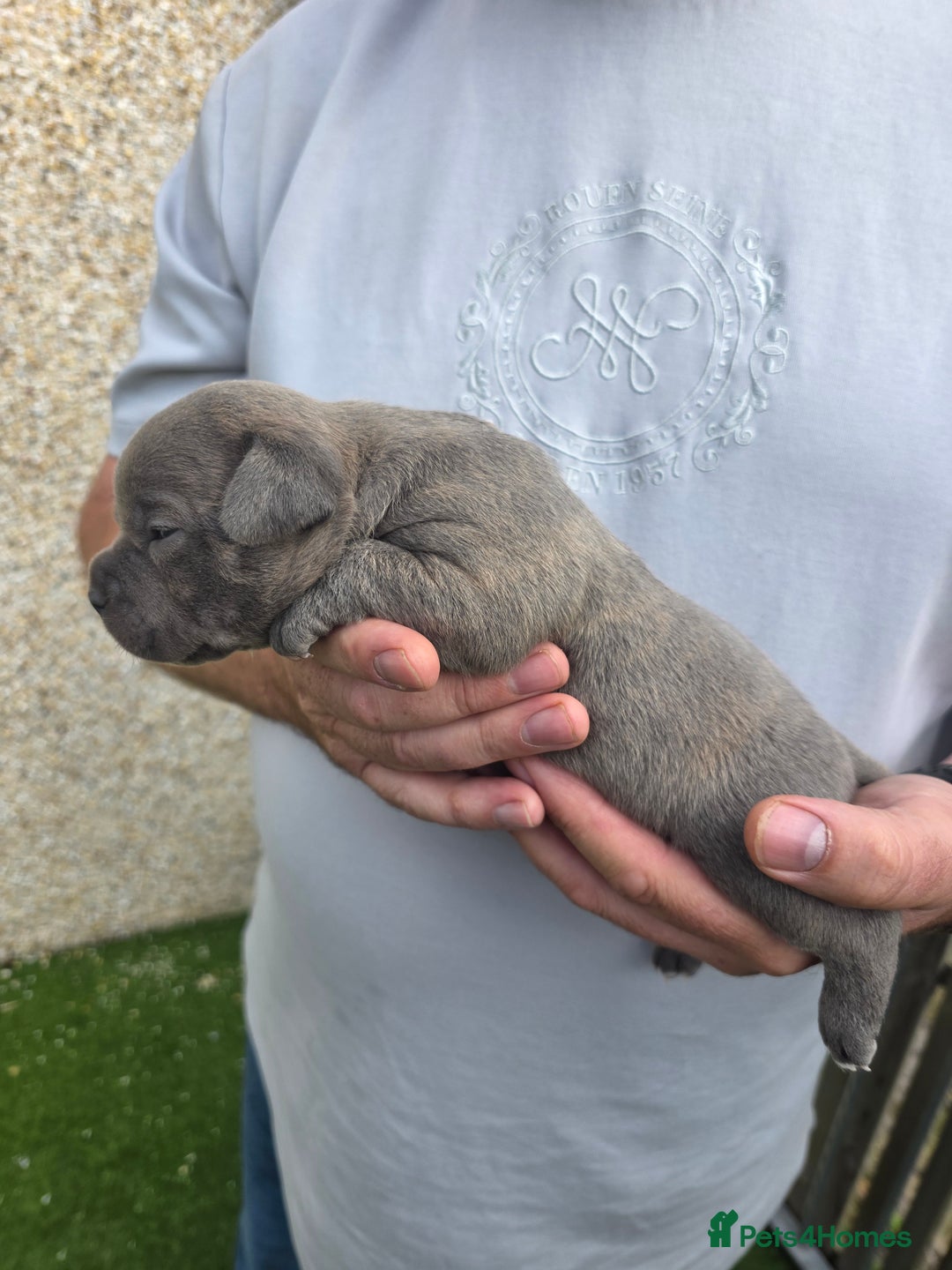 Staffordshire Bull Terrier dogs for sale: Stunning KC Staffs Very Unique colours - Image 25