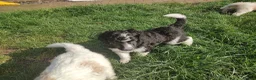Standard Poodle dogs for sale: Elite KC Standard Parti Poodle Pups - Advert 13