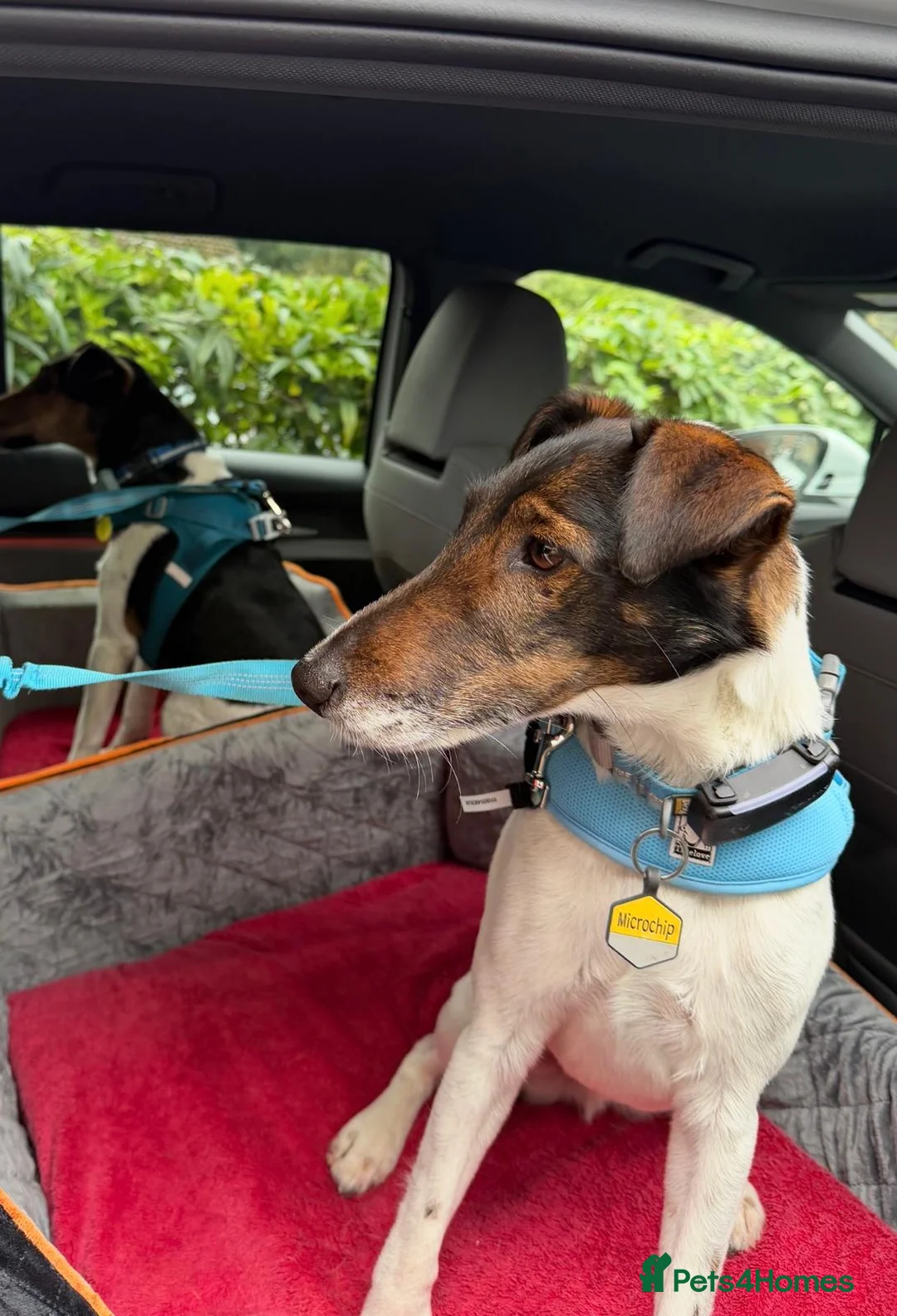 Fox Terrier dogs for adoption: Lovely Loki seeking his forever home - Advert 7