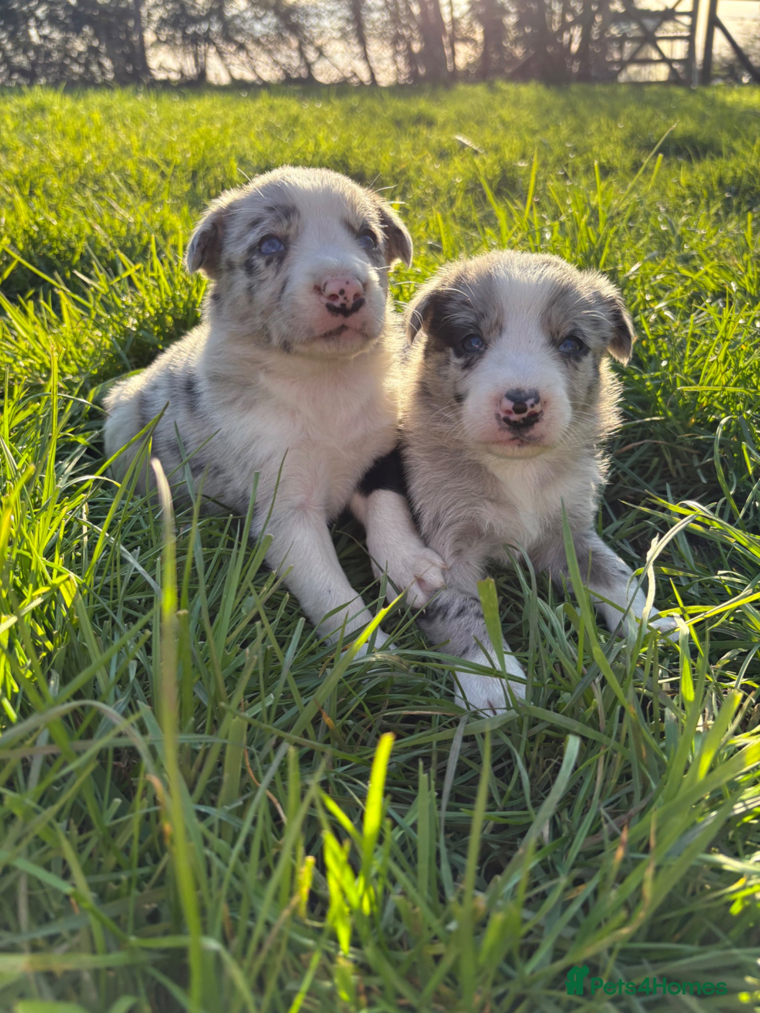 Border Collie dogs Border collie pups - Advert 2