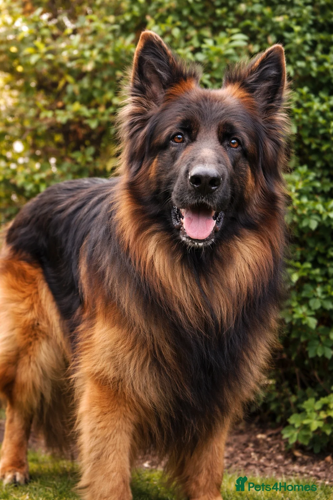 German Shepherd dogs for stud: KC REG FULLY HEALTH TESTED German Shepherd Stud in Macclesfield - Advert 14