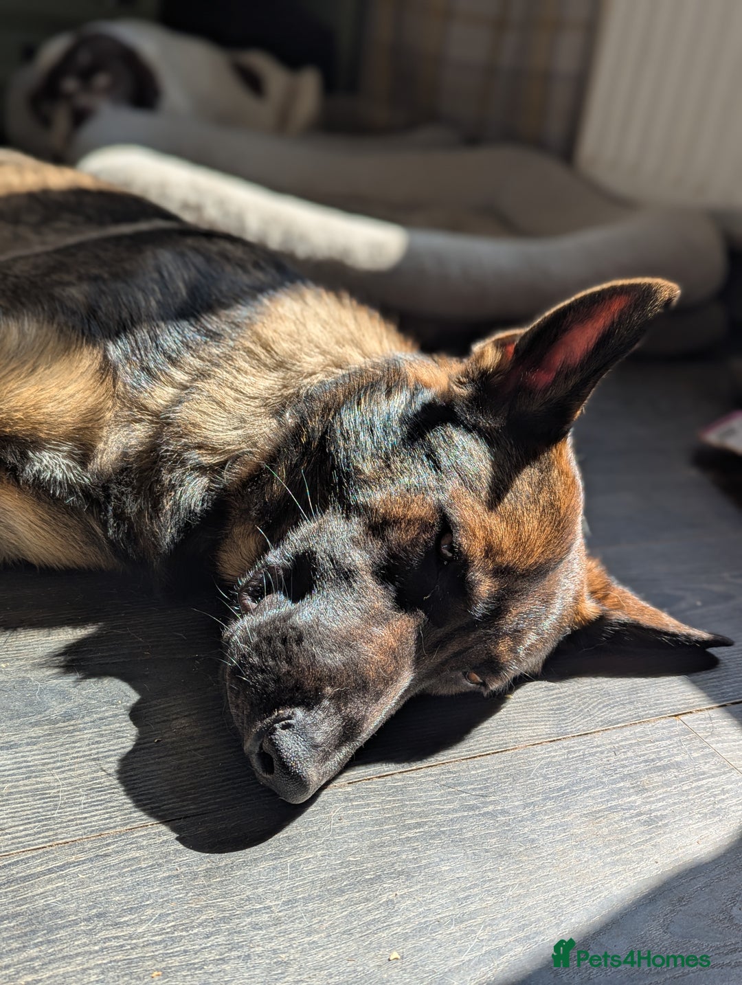 German Shepherd dogs for sale: German Shepherd working line boy - Image 4