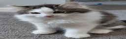 Siberian cats for sale: GCCF siberian brown tabby & white male kitten  - Advert 4