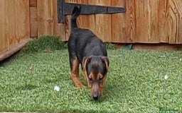 Jack Russell dogs for sale: Jack Russell's Miniature pup Ready to leave Now in Dagenham - Image 23