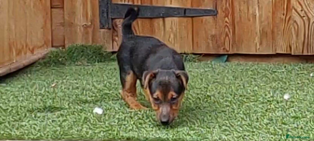 Jack Russell dogs for sale: Jack Russell's Miniature pup Ready to leave Now in Dagenham - Image 23