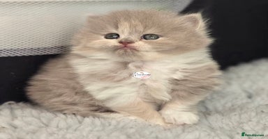 British Shorthair cats - Advert 9