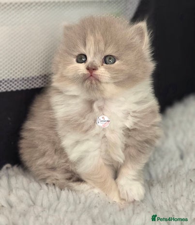 British Shorthair cats - Advert 2