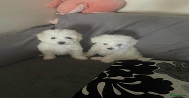 Maltese dogs - Advert 6