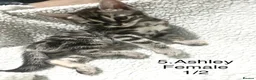 Bengal cats for sale: Full & Half Breed Bengal Kittens  - Advert 14