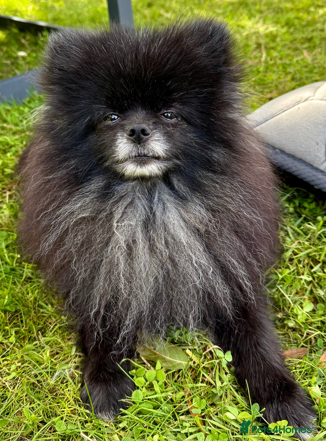 Pomeranian dogs for adoption: Hugo: The Little Dog Who Survived the Unthinkable - Image 8