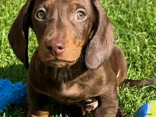 Miniature Dachshund dogs Beautiful Dachshund Puppies - Advert 6
