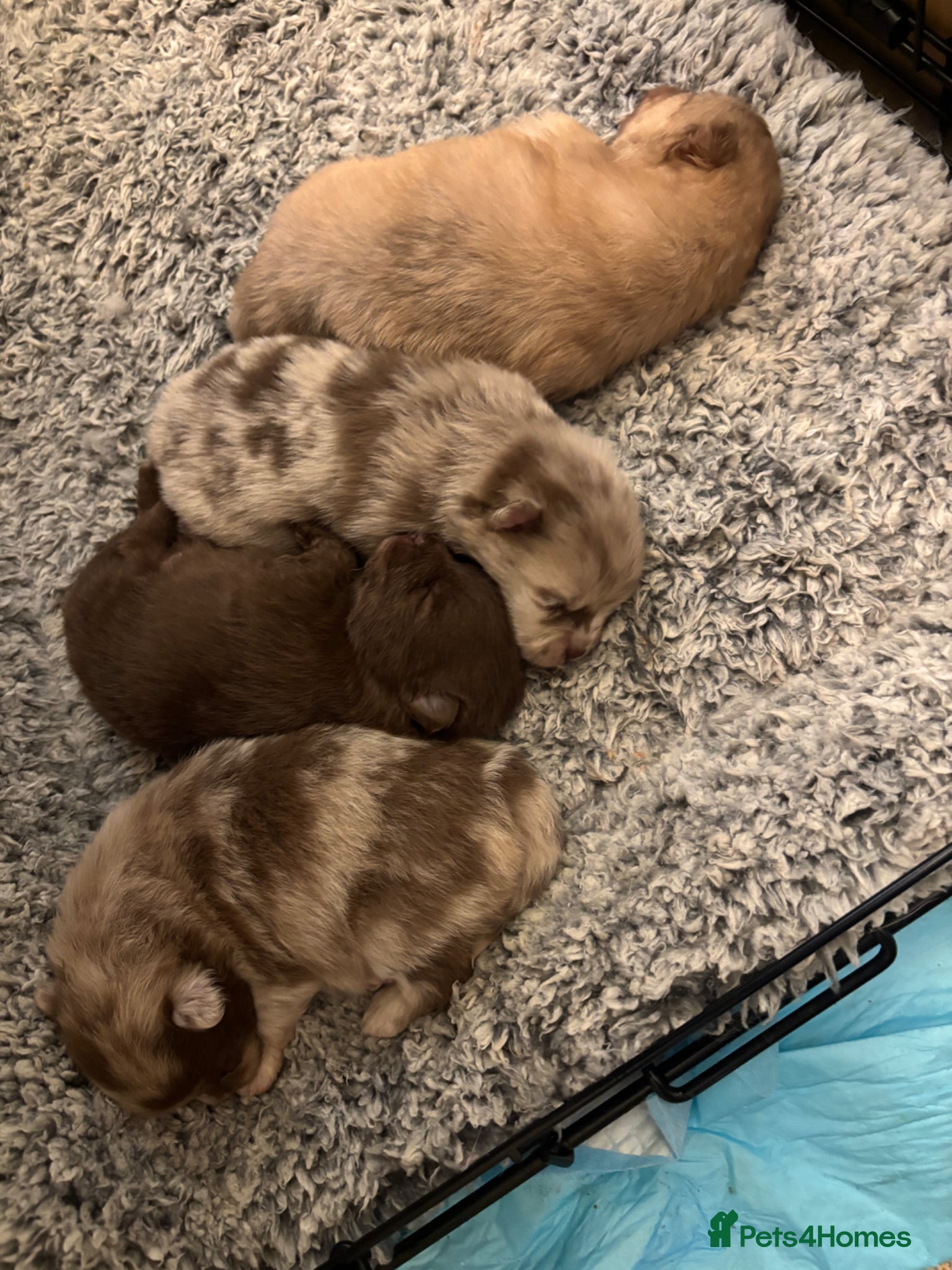 Pomeranian dogs Puppy’s ready in 5 weeks  - Advert 14