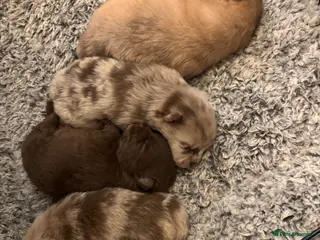 Pomeranian dogs Puppy’s ready in 5 weeks - Advert 14