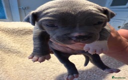 Mixed Breed dogs for sale: Beautiful chunky staffy/pocket bully pups - Advert 2