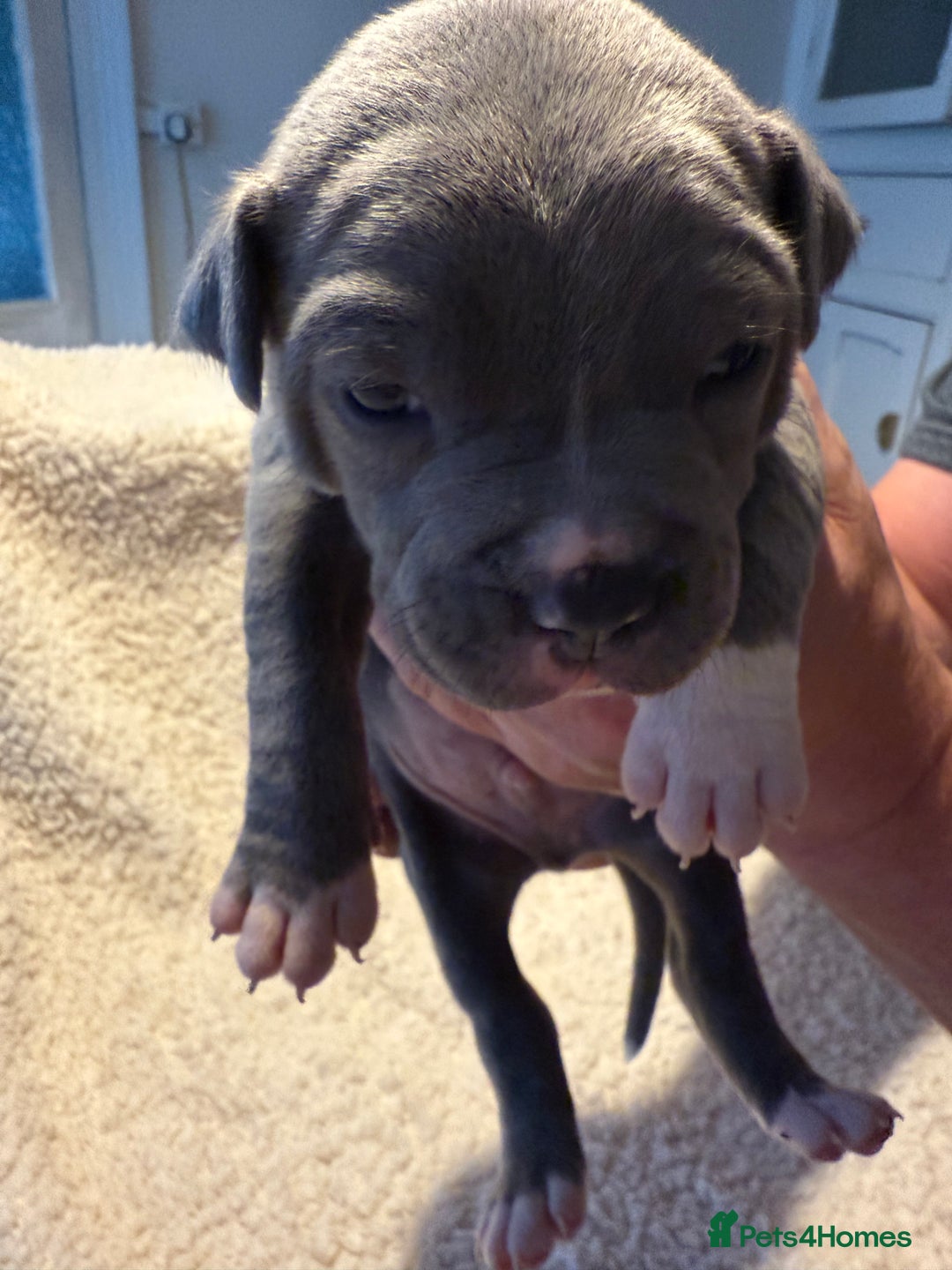 Mixed Breed dogs for sale: Beautiful chunky staffy/pocket bully pups - Advert 2