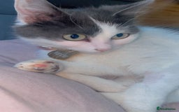 Mixed Breed cats for sale: Loving indoor cat looking for new home - Image 3