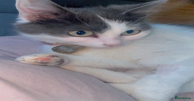 Mixed Breed cats - Advert 16