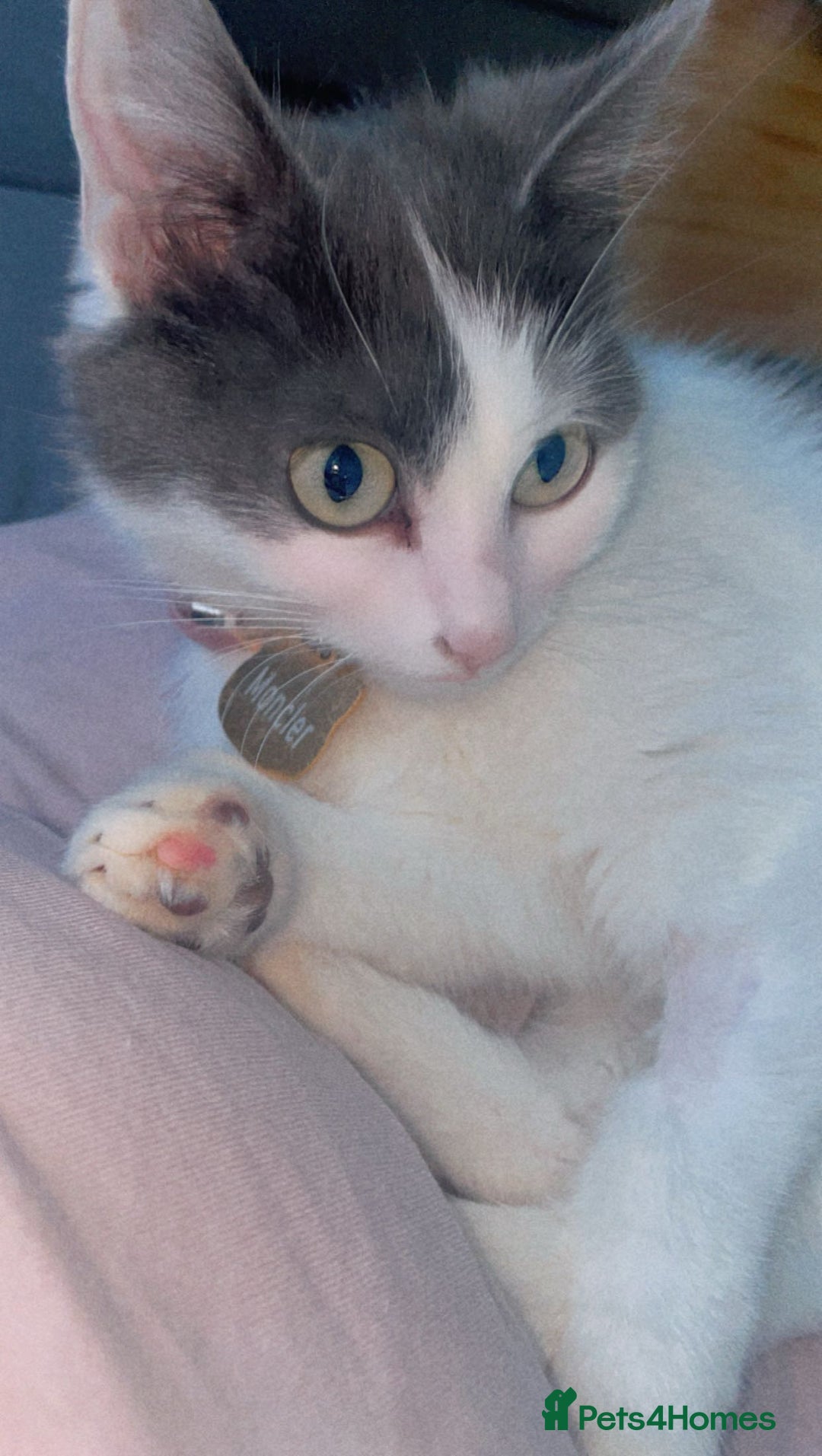 Mixed Breed cats for sale: Loving indoor cat looking for new home - Image 3