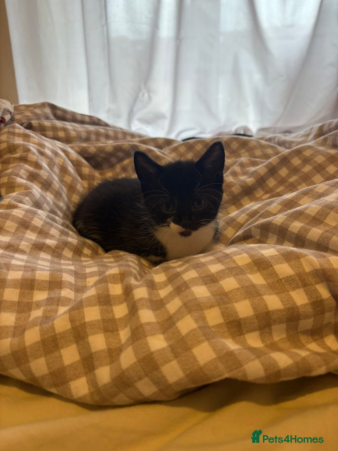 British Shorthair cats for sale: Beautiful Bengal x Calico Kittens - Image 23