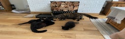 Mixed Breed cats for sale: Kittens  - Advert 1