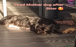 Shih Tzu dogs for sale: Beautiful trio colours Shihtzu puppies 1 left ❤️ - Image 21