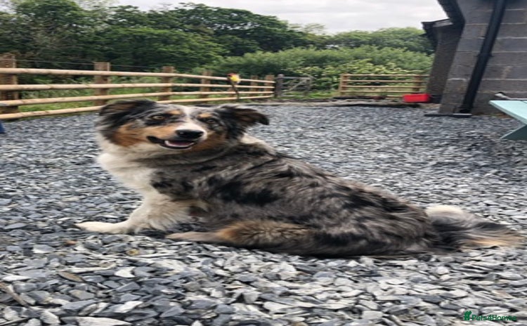 Border Collie dogs - Advert 2