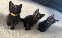 Domestic Shorthair cats for sale: 7 beautiful kittens!!!🐈‍⬛🐈‍⬛🐈‍⬛ - Image 13