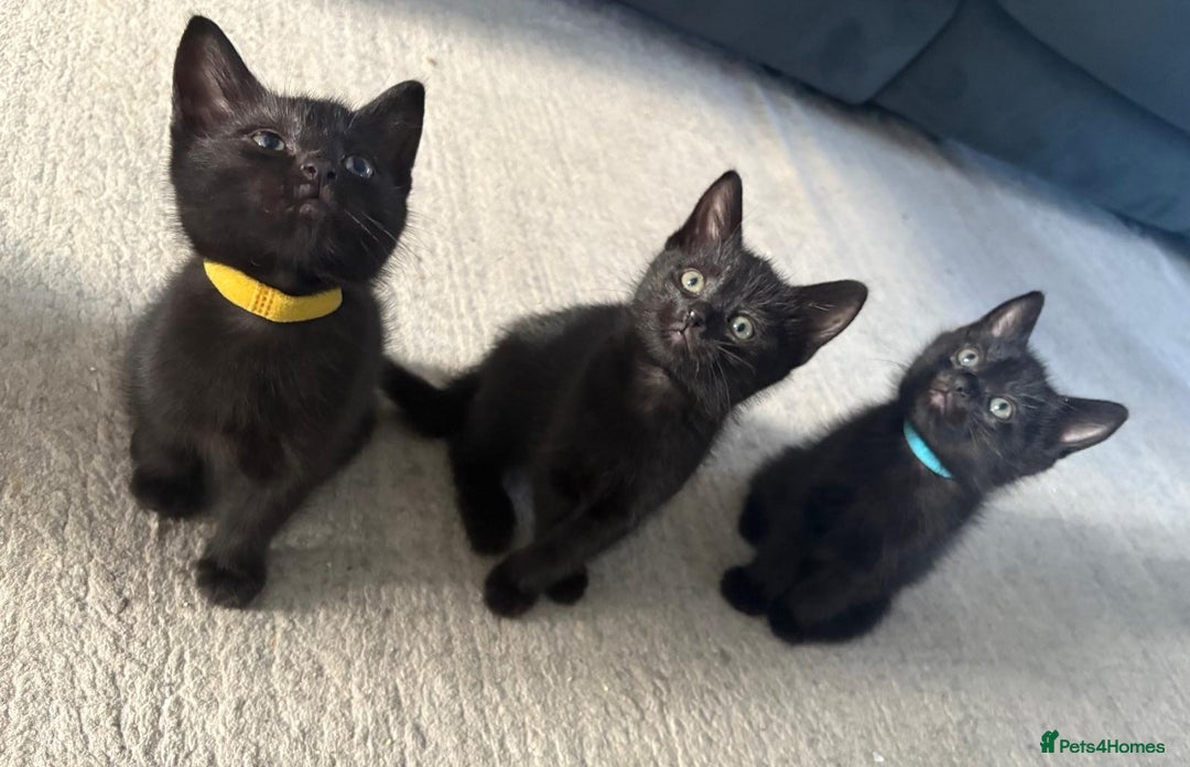 Domestic Shorthair cats for sale: 7 beautiful kittens!!!🐈‍⬛🐈‍⬛🐈‍⬛ - Image 13