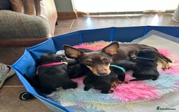 Jack Russell dogs for sale: Jack Russell puppies  - Image 5