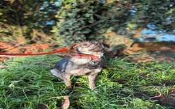 Mixed Breed dogs for adoption: Minnie - Hingham Norfolk  - Advert 16