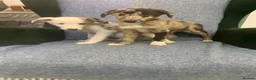 Mixed Breed dogs for sale: Blue Merle Border Collie x Lurcher Puppies  - Advert 19