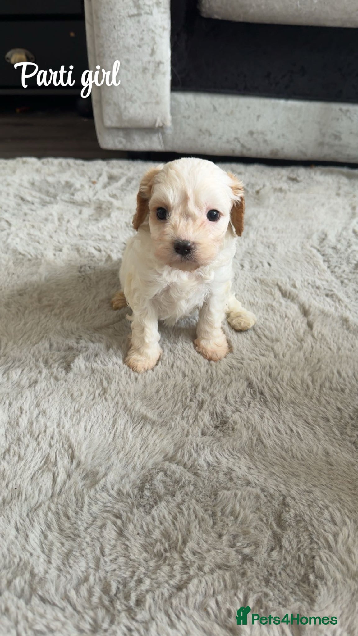 Cavapoo dogs Stunning litter of top quality F1 cavapoo puppies  - Advert 3