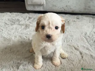 Cavapoo dogs Stunning litter of top quality F1 cavapoo puppies - Advert 3