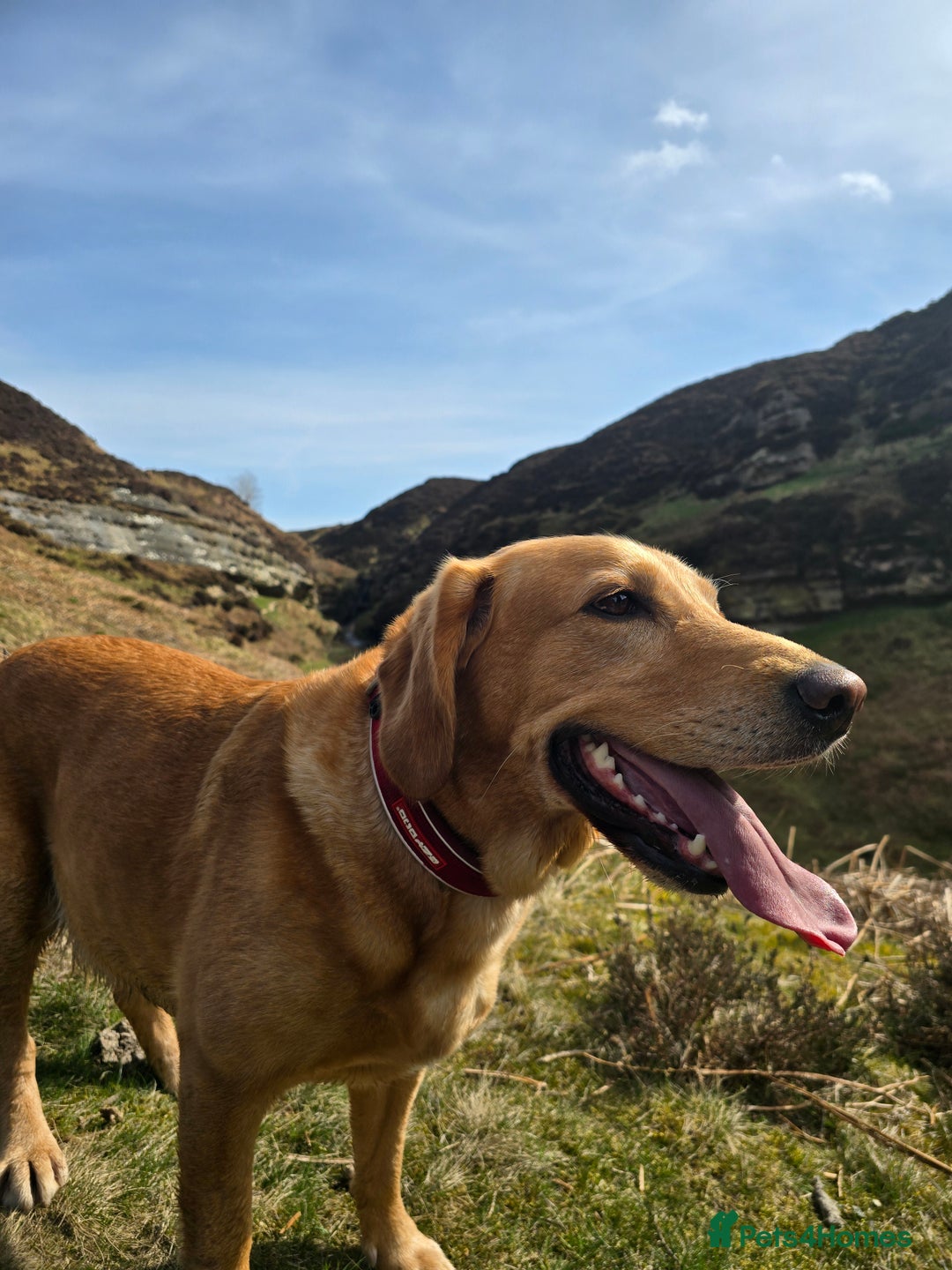 Goldador dogs for sale: Labrador X - Rehoming Request - Advert 1