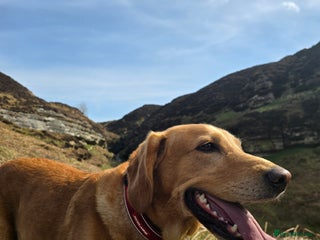 Goldador dogs Labrador X - Rehoming Request - Advert 7