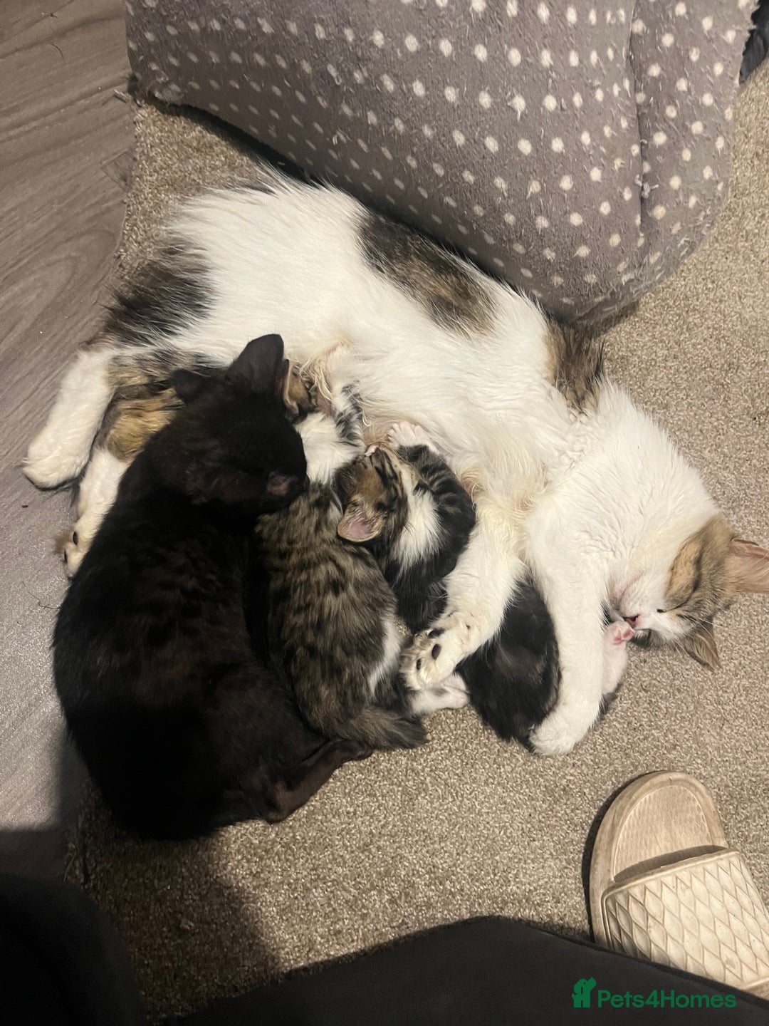 Norwegian Forest Cat cats for sale: 1 half Norwegian Forrest cat fluffy female  - Image 4