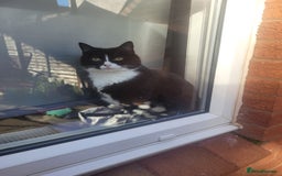 British Longhair cats for sale: FEMALE Cat 6yrs old (Minnie) - Image 5