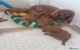 Cavapoo dogs for sale: Red cavapoo babies, both parent DNA tested - Image 21
