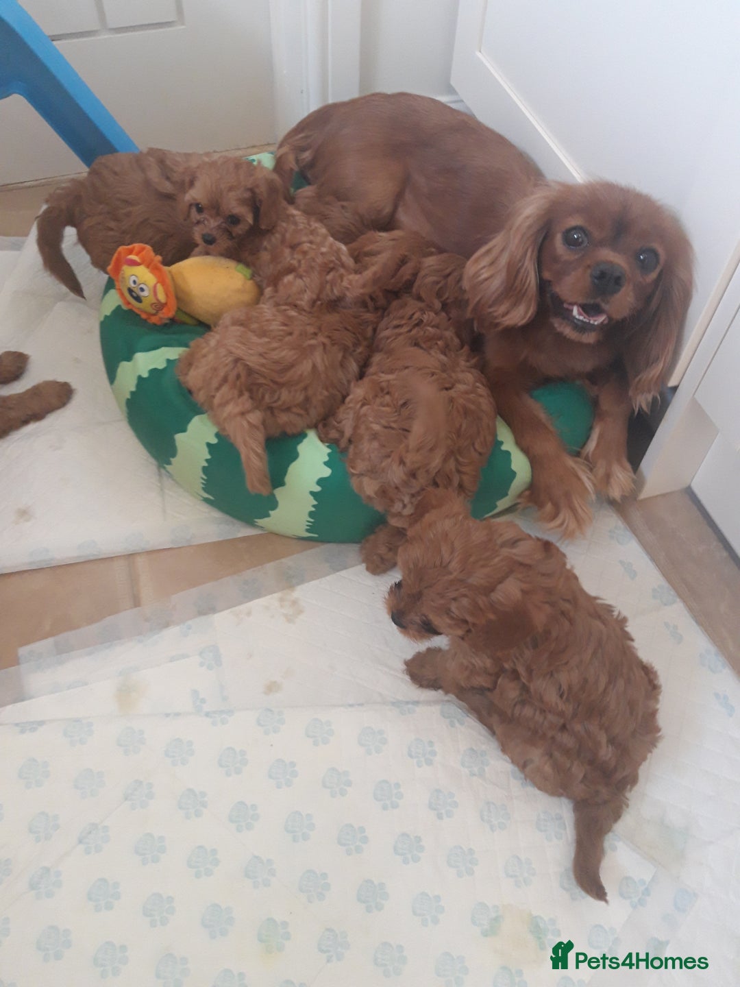 Cavapoo dogs for sale: Red cavapoo babies, both parent DNA tested - Image 21