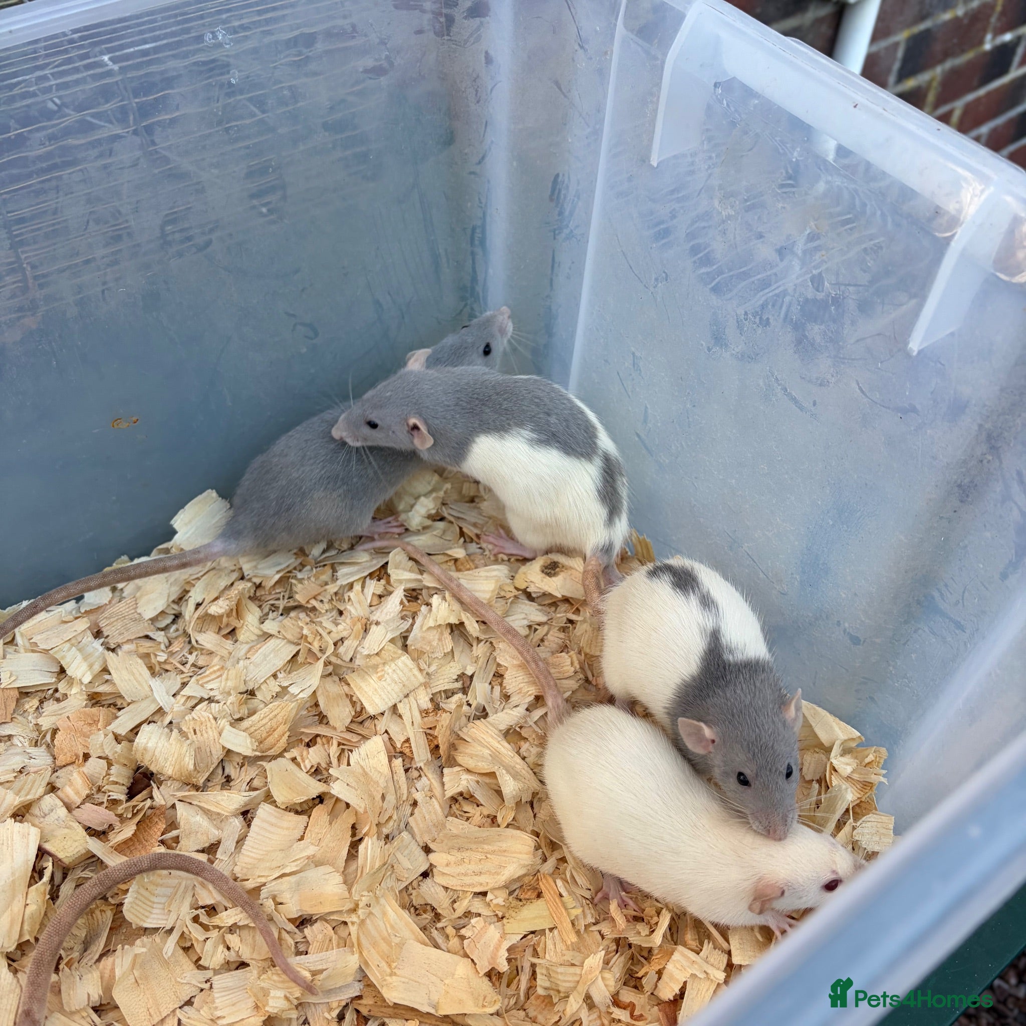 Rat rodents Dumbo rats for sale  - Advert 1