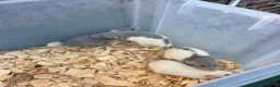 Rat rodents for sale: Dumbo rats for sale  - Advert 1
