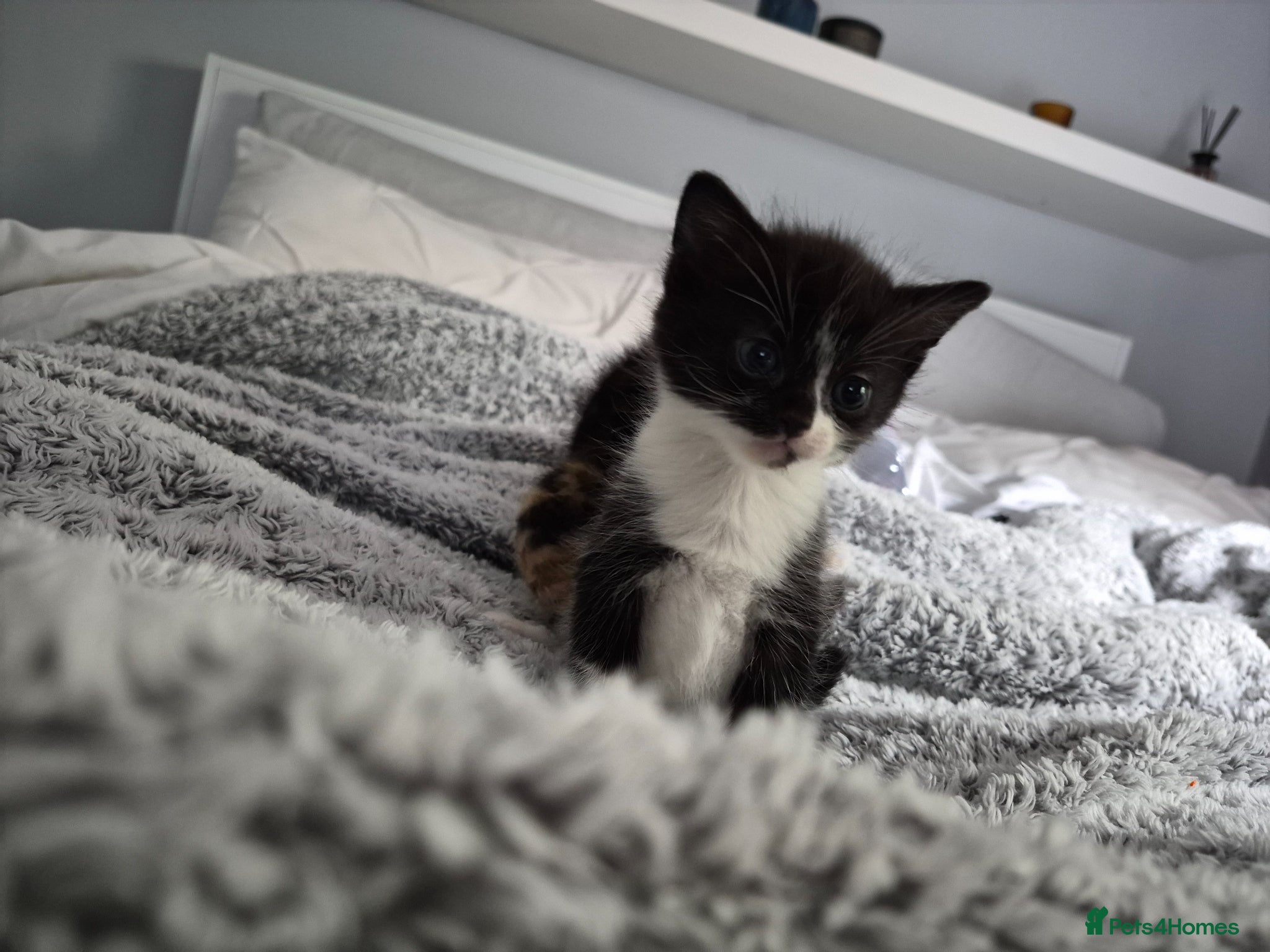 Mixed Breed cats Lovely fluffy kittens - Advert 9